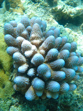 Vanuatu — photograph 136