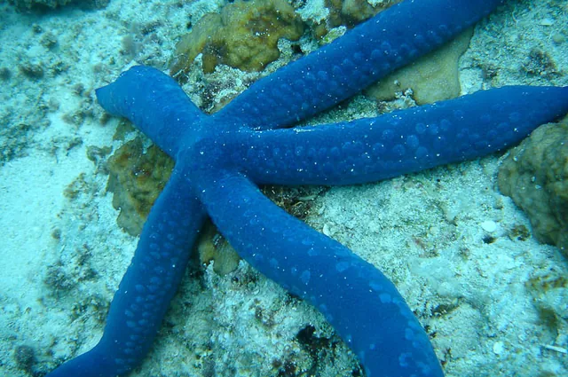 Vanuatu — photograph 138