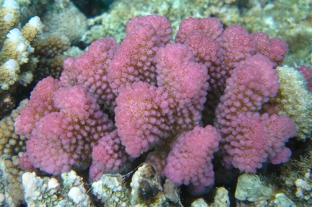 Lots of pink corals - not common