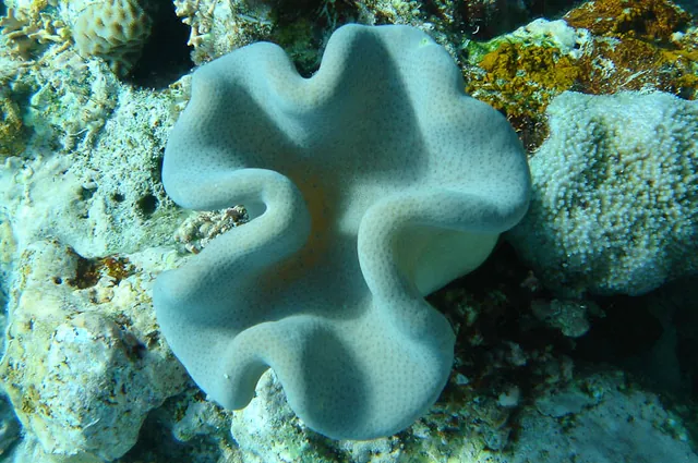 With some careful hanging on to rocks you can get some nice underwater pics to rival a scuba experience