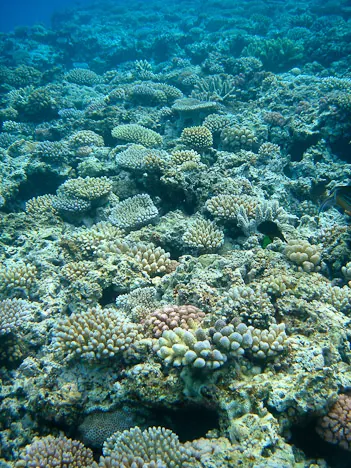 You can also take the tender boat out to some of the more remote reefs - this table of coral was unbelievable