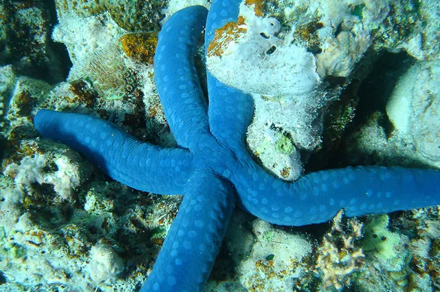 A nice squashed starfish
