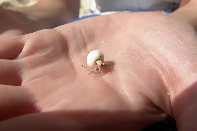 Gill finding hermit crabs on the beach