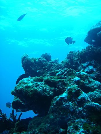 This dive site, Big Dipper, had lots of undulation and varied corals