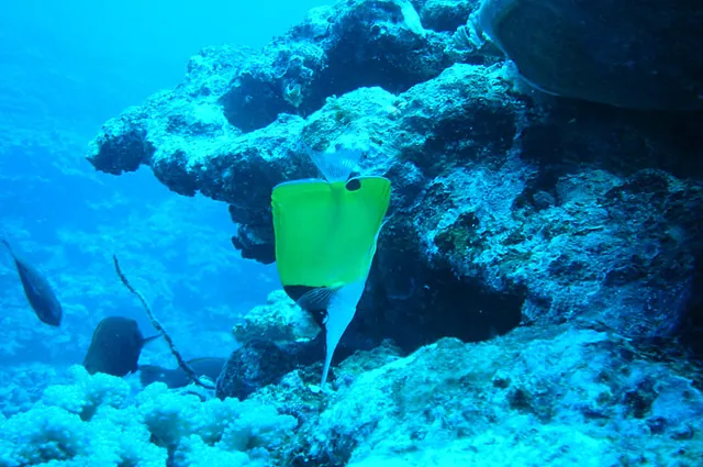 A yellow longnose butterflyfish