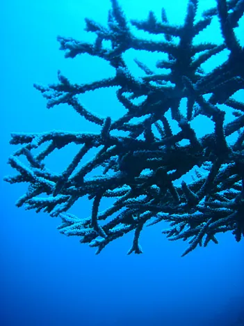 Great shot of a coral 'bush', for want of a better descrip tion