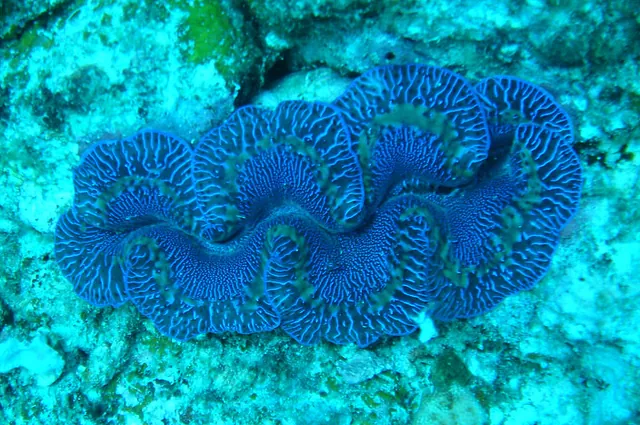 Nice example of a clam - vivd blue/purple