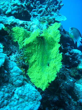 A yellow gorgonian fan coral