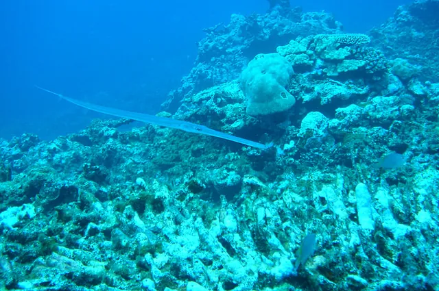 A big trumpet fish swims casually by - think this variant is called a 'Long Tom'