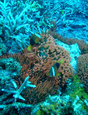 An unusual red anemone with usual feisty guardians