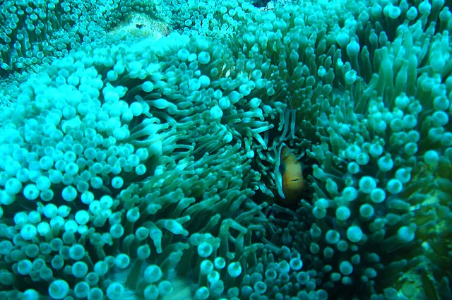 Loads of anemonefish at the Ollie's Lolly dive site