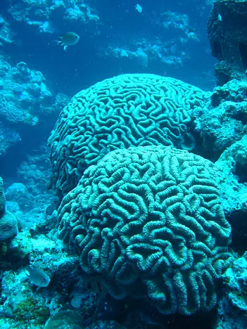 If these aren't called 'brain corals' then they should be
