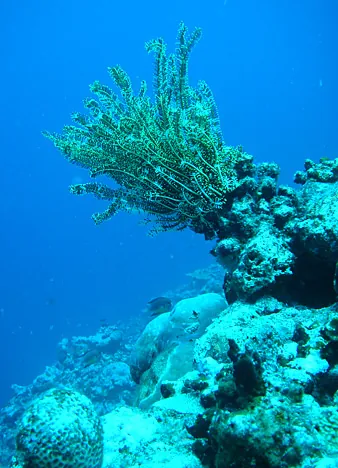 Soft coral outcrop