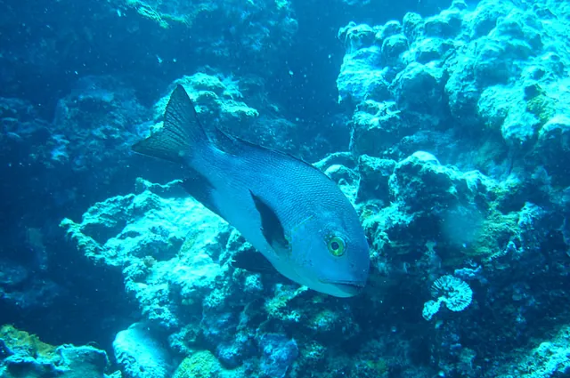 Vanuatu — photograph 47