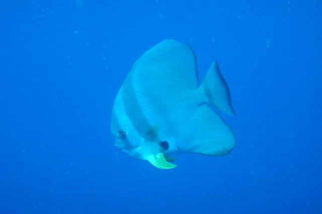 Some huge batfish swimming about near the surface on the way down to the Star of Russia wreck