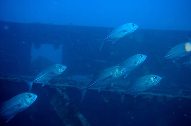 Lots of trevally, jacks and snapper living in the hull