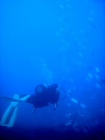 Loads of fish swimming in and out of the hull