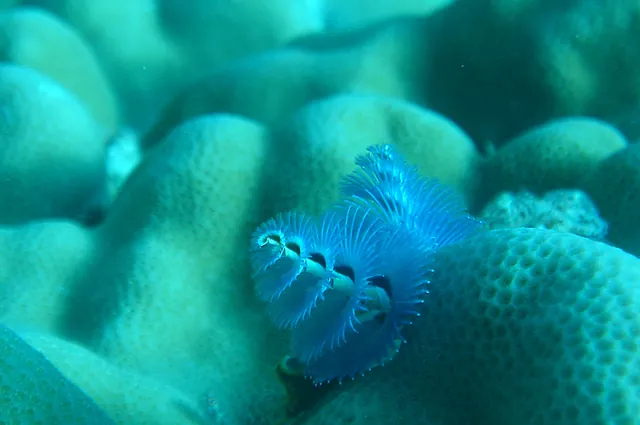 Lots of christmas tree worms to be found - a steady hand and macro zoom needed to snap them