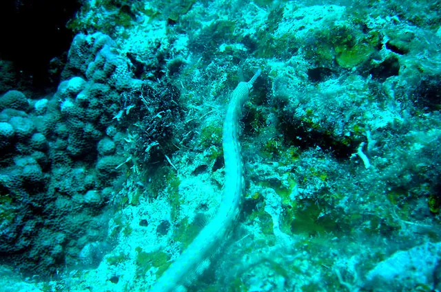 A pipefish