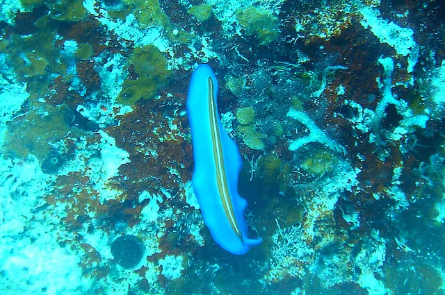 A few nudibranchs to be found - difficult to spot but Gill is good at spotting them and then I snap them