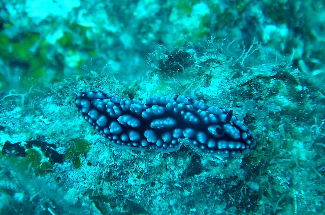 Vanuatu — photograph 63