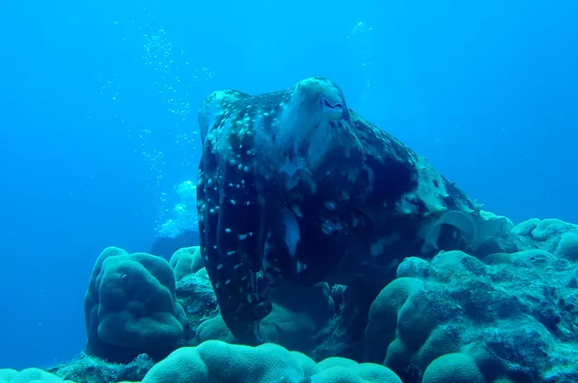 This fantastic cuttlefish was resting atop a big coral hill