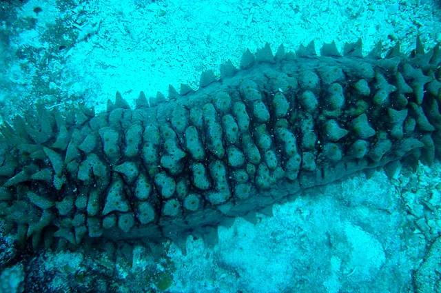 A spiky sea cucumber