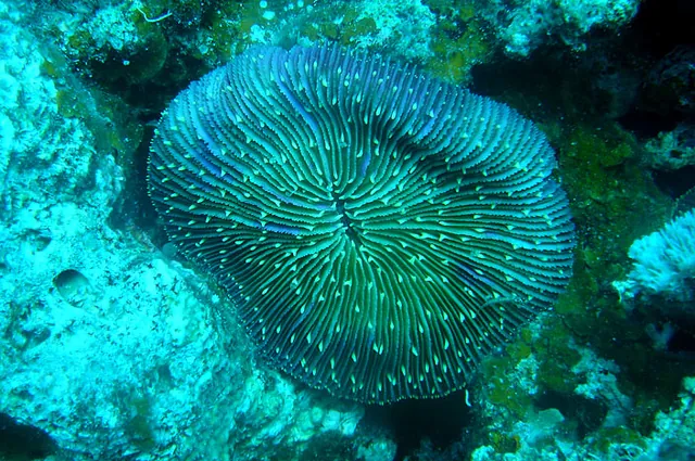 Not sure what this is - a coral pebble?