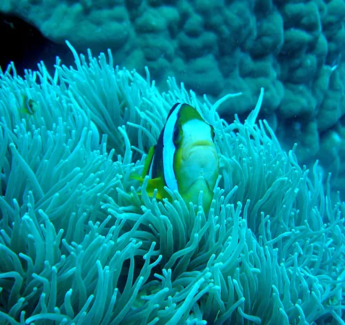 Anemonefish giving me hassle whilst trying to take a photo of them - difficult to snap in focus