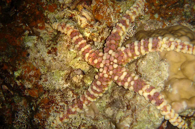 We did one night dive also on the Twin Bommies dive site