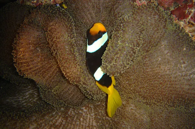 Vanuatu — photograph 71
