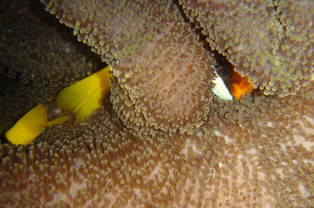 Vanuatu — photograph 72