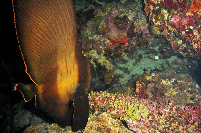 This rare orange-lined batfish was hovering exactly where Lucy predicted