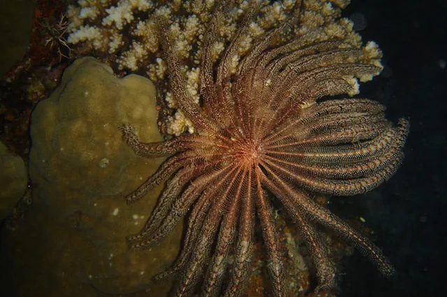 The main difference between day and night dives seemed to be a lot more of these fan worms