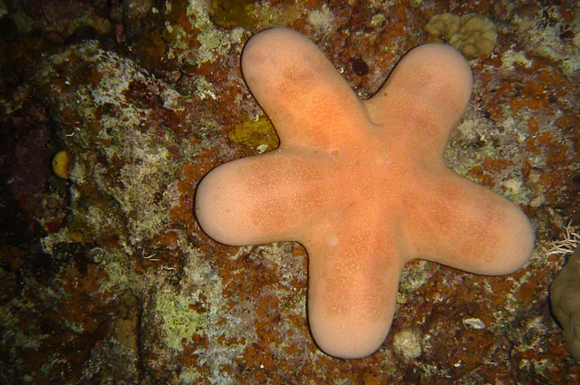 Cute chubby starfish