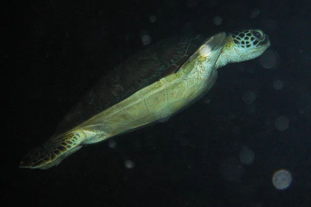 Concluding the diving with a few sightings of turtles in the dark