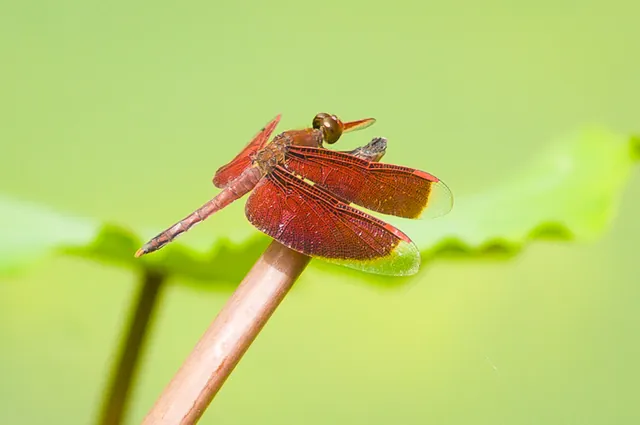 Dragonflys zip about catching insects on the waterways