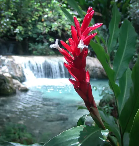 Vivid red orchids (I think?) growing everywhere