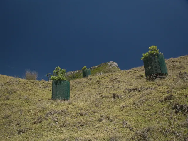 Tauranga — photograph 18