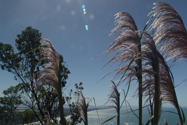 Lots of pampas grass in New Zealand