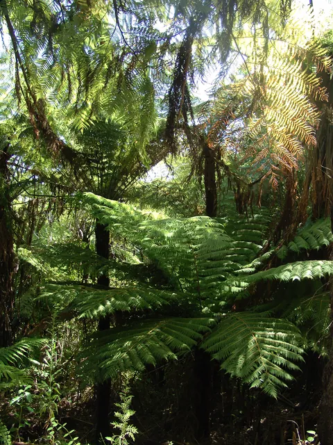 Tauranga — photograph 34