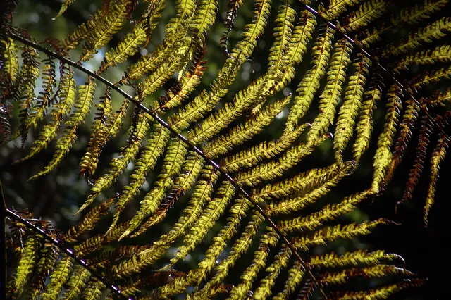 Ferns also abundant and iconic to New Zealanders