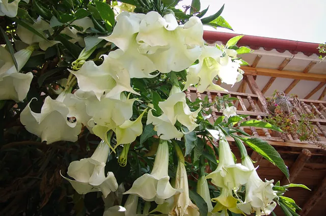 The tree Daturas has a bit of a reputation for its toxic hallucinogenic flower power