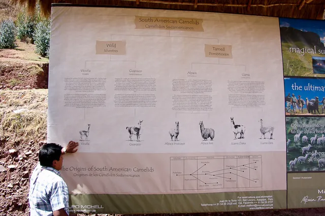 We visit a Camelid visitors centre, home to Llamas, Alpacas, Vicunas and Guanacos