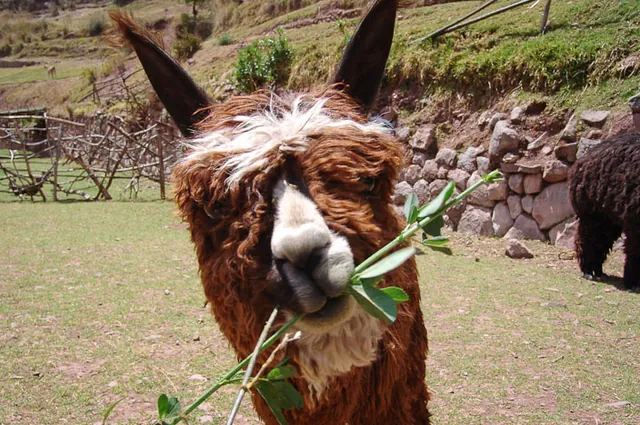 Cusco — photograph 28