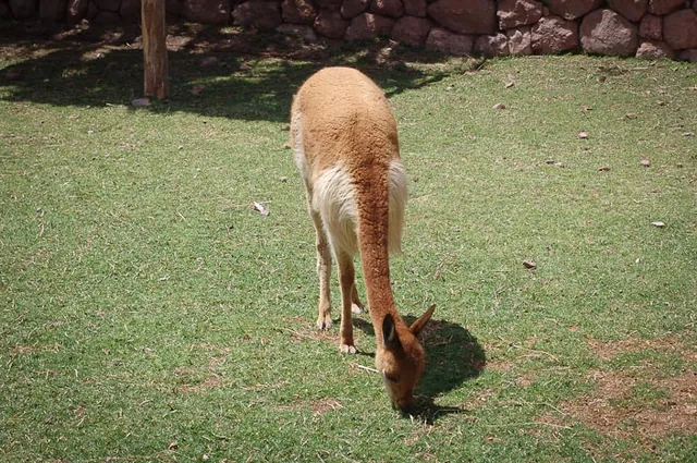 Vicunas have the softest wool