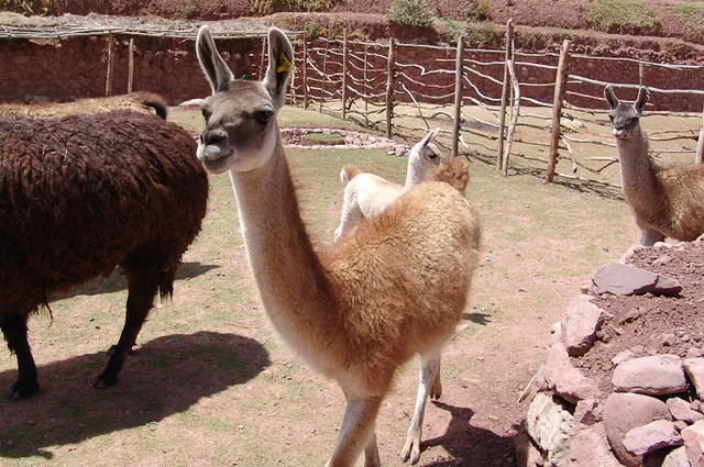 Cusco — photograph 30