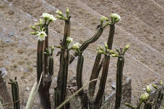 Cusco — photograph 57