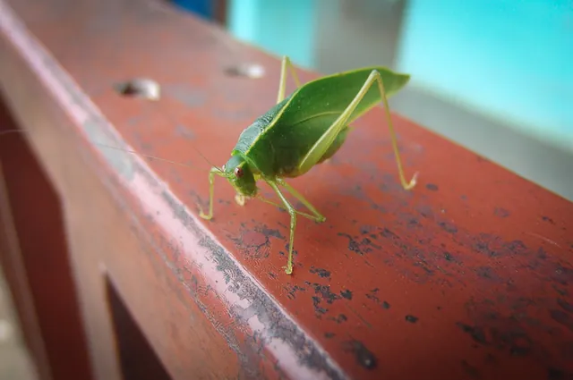 Waiting to leave and there's unusual insects everywhere you look, and we haven't even got into the wildlife reserve yet