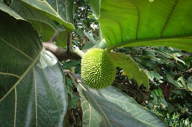 The green prickly durian fruit